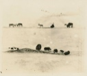 Image of Eskimo [Inughuit] drawing of musk-ox and caribou